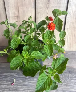 Orange Red Lantana in 6