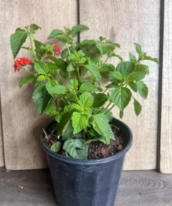 Orange Red Lantana in 6
