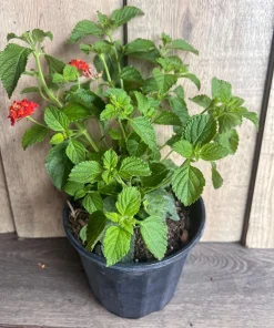 Orange Red Lantana in 6