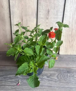 Orange Red Lantana in 6