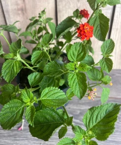 Orange Red Lantana in 6