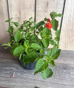 Orange Red Lantana in 6