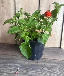 Orange Red Lantana in 6