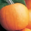 Orange Smoothie Pumpkin Seeds - 10 Seeds - AAS Winner - Cucurbita pepo - Image 1