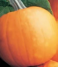 Orange Smoothie Pumpkin Seeds - 10 Seeds - AAS Winner - Cucurbita pepo - Image 1
