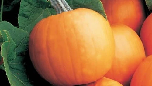Orange Smoothie Pumpkin Seeds - 10 Seeds - AAS Winner - Cucurbita pepo - Image 1