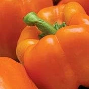 Orange Sun Pepper Seeds - Sweet Bell Pepper - 20 Seeds - Capsicum Annuum - Image 1
