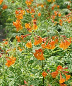 Orange Trumpet Bush Live Plant - Tecoma fulva - 4" Pot - Outdoor Shrub - Image 2
