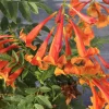 Orange Trumpet Bush Live Plant - Tecoma fulva - 4" Pot - Outdoor Shrub - Image 1