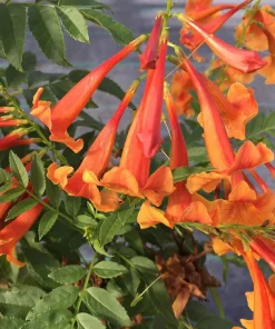 Orange Trumpet Bush Live Plant - Tecoma fulva - 4