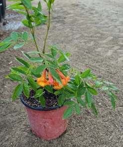 Orange Trumpet Bush Tecoma Live Plant – 1 Gallon Pot – Outdoor Flowering Shrub - Image 2