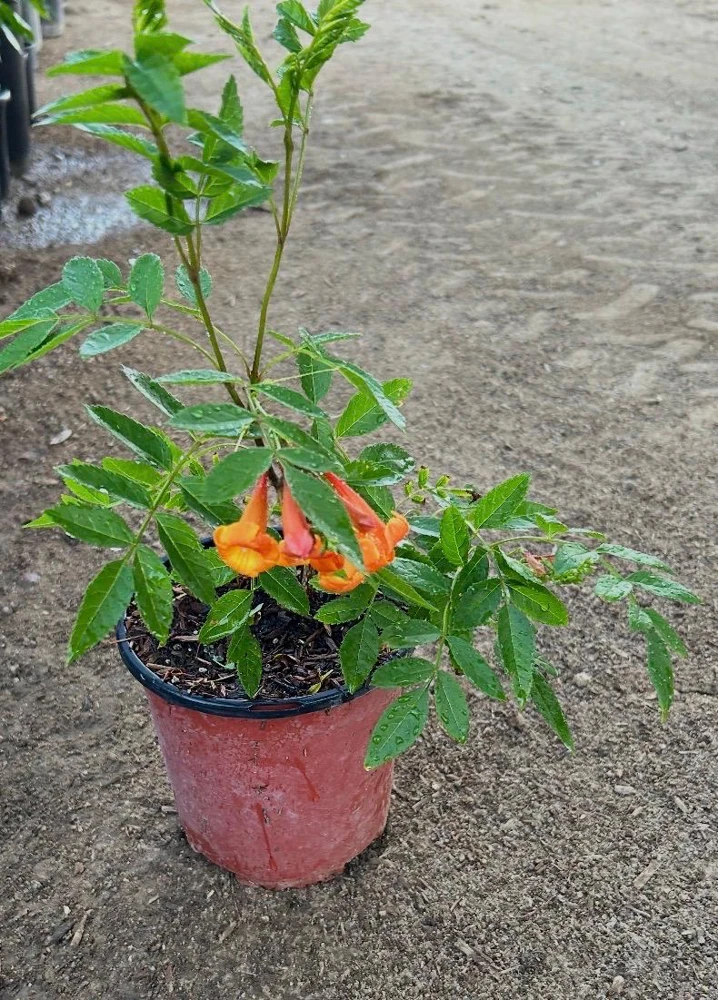 Orange Trumpet Bush Tecoma Live Plant – 1 Gallon Pot – Outdoor Flowering Shrub - Image 2