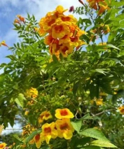 Orange Trumpet Bush Tecoma Live Plant – 1 Gallon Pot – Outdoor Flowering Shrub - Image 3