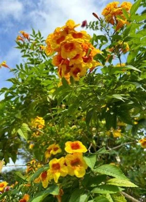 Orange Trumpet Bush Tecoma Live Plant – 1 Gallon Pot – Outdoor Flowering Shrub - Image 3