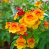 Orange Trumpet Bush Tecoma Live Plant – 1 Gallon Pot – Outdoor Flowering Shrub - Image 1