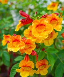 Orange Trumpet Bush Tecoma Live Plant – 1 Gallon Pot – Outdoor Flowering Shrub - Image 1