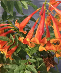 Orange Trumpet Vine Live Plant – Campsis grandiflora – 4 inch Pot – Outdoor Flowering Vine - Image 2