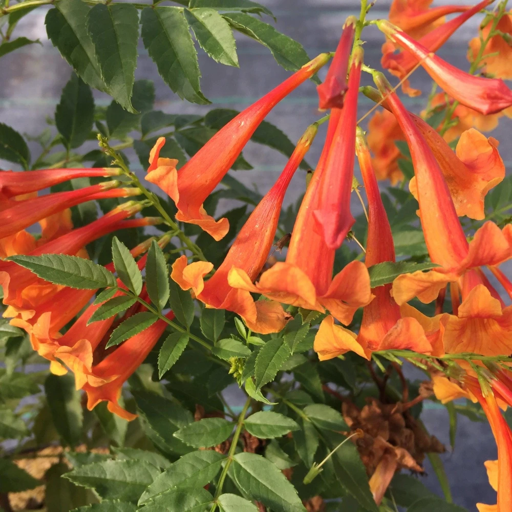 Orange Trumpet Vine Live Plant – Campsis grandiflora – 4 inch Pot – Outdoor Flowering Vine - Image 2