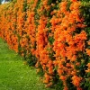 Orange Trumpet Vine Live Plant – Campsis grandiflora – 4 inch Pot – Outdoor Flowering Vine - Image 1