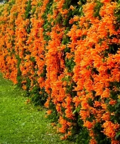 Orange Trumpet Vine Live Plant – Campsis grandiflora – 4 inch Pot – Outdoor Flowering Vine - Image 1
