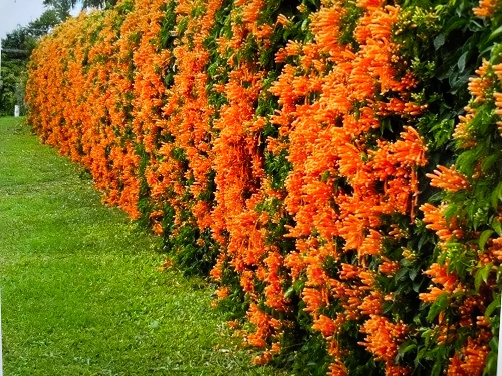 Orange Trumpet Vine Live Plant – Campsis grandiflora – 4 inch Pot – Outdoor Flowering Vine - Image 1