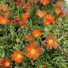 Orange Vibe Ice Plant Delosperma Live Plant, Orange Blooms, Gallon Pot, Outdoor - Image 1