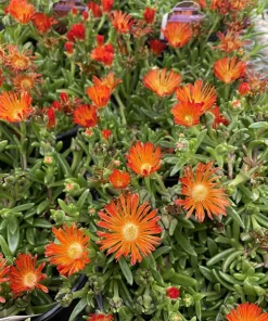Orange Vibe Ice Plant Delosperma Live Plant, Orange Blooms, Gallon Pot, Outdoor - Image 1