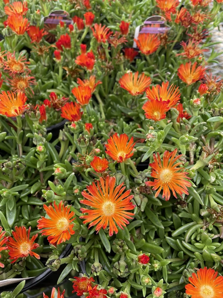 Orange Vibe Ice Plant Delosperma Live Plant, Orange Blooms, Gallon Pot, Outdoor - Image 1