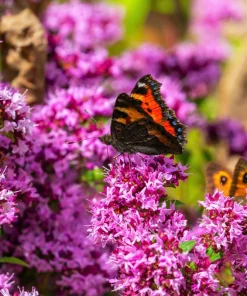Oregano Seeds, 500 Count - Origanum Vulgare Herb Seeds for Garden - Image 2