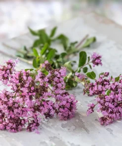 Oregano Seeds, 500 Count - Origanum Vulgare Herb Seeds for Garden - Image 3