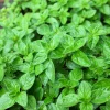 Oregano Seeds, 500 Count - Origanum Vulgare Herb Seeds for Garden - Image 1