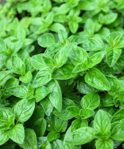 Oregano Seeds, 500 Count - Origanum Vulgare Herb Seeds for Garden - Image 1
