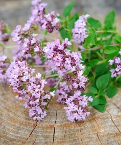Oregano Seeds, 500 Count - Origanum Vulgare Herb Seeds for Garden - Image 6