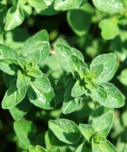Oregano Seeds, 500 Count - Origanum Vulgare Herb Seeds for Garden - Image 7