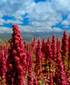 Organic Brilliant Rainbow Quinoa Seeds Mix - Mixed Colors Chenopodium Grain - Image 10
