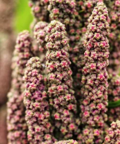 Organic Brilliant Rainbow Quinoa Seeds Mix - Mixed Colors Chenopodium Grain - Image 11