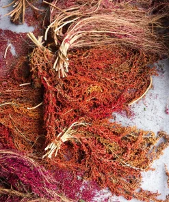 Organic Brilliant Rainbow Quinoa Seeds Mix - Mixed Colors Chenopodium Grain - Image 13