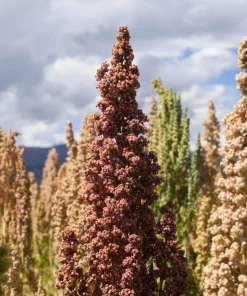 Organic Brilliant Rainbow Quinoa Seeds Mix - Mixed Colors Chenopodium Grain - Image 2