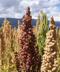 Organic Brilliant Rainbow Quinoa Seeds Mix - Mixed Colors Chenopodium Grain - Image 3
