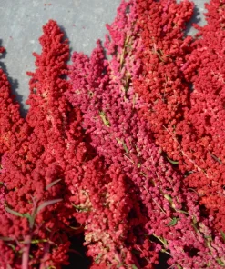 Organic Brilliant Rainbow Quinoa Seeds Mix - Mixed Colors Chenopodium Grain - Image 4