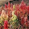 Organic Brilliant Rainbow Quinoa Seeds Mix - Mixed Colors Chenopodium Grain - Image 1