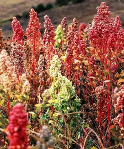 Organic Brilliant Rainbow Quinoa Seeds Mix - Mixed Colors Chenopodium Grain - Image 1