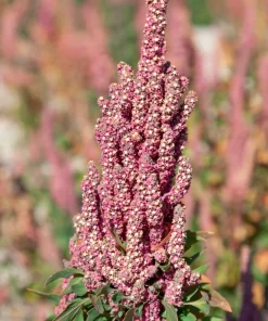 Organic Brilliant Rainbow Quinoa Seeds Mix - Mixed Colors Chenopodium Grain - Image 5