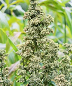 Organic Brilliant Rainbow Quinoa Seeds Mix - Mixed Colors Chenopodium Grain - Image 6