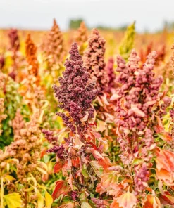 Organic Brilliant Rainbow Quinoa Seeds Mix - Mixed Colors Chenopodium Grain - Image 7