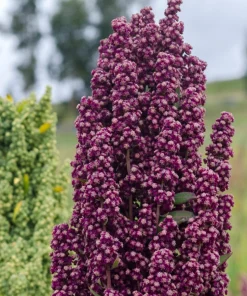 Organic Brilliant Rainbow Quinoa Seeds Mix - Mixed Colors Chenopodium Grain - Image 9