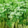 Organic Broccoli Microgreen Seeds – 250+ Heirloom Non-GMO Sprouting Seeds - Image 1