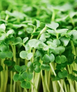 Organic Broccoli Microgreen Seeds – 250+ Heirloom Non-GMO Sprouting Seeds - Image 1