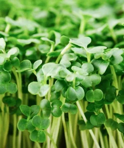 Organic Broccoli Microgreen Seeds - Heirloom, Non-GMO for Sprouting, Annual, Green - Image 3