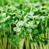 Organic Broccoli Microgreen Seeds - Heirloom, Non-GMO for Sprouting, Annual, Green - Image 1